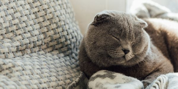 Dlaczego kot lubi spać na materacu